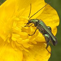 Thick-Legged Flower Beetle 3 